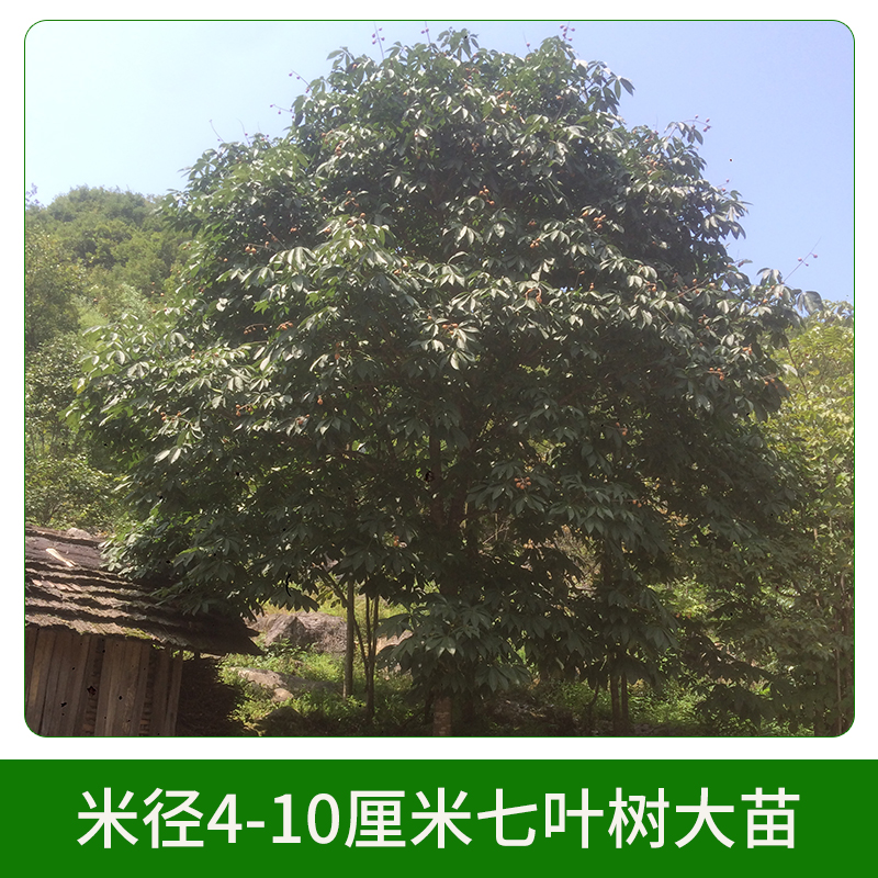 米徑4-10厘米七葉樹大苗 工程苗綠化苗木 行道綠化苗 七葉樹小苗 大小規(guī)格齊全 歡迎來電咨詢