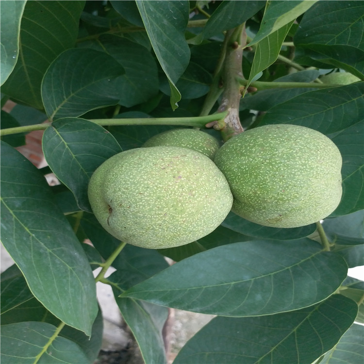 貴州求購嫁接核桃苗 核桃苗批發(fā)基地 核桃苗品種有哪些