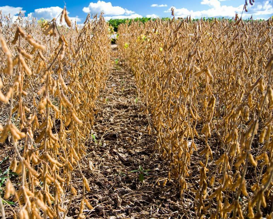 虞城縣優(yōu)質黃豆種植銷售  天然優(yōu)質黃豆  廠家直銷黃豆
