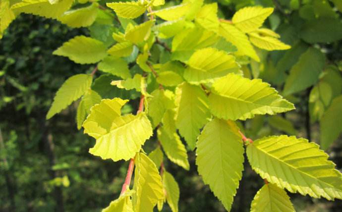 批發(fā)供應金葉榆 金葉榆苗木出售 金葉榆苗木供應商 金葉榆苗木