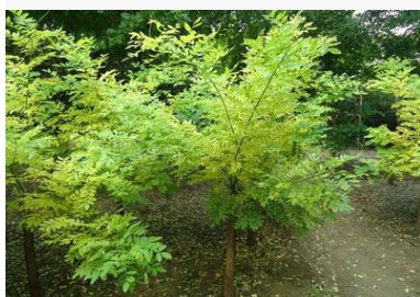 矮接金葉槐 保定金葉槐基地 金葉槐供應批發(fā) 數量多規(guī)格全