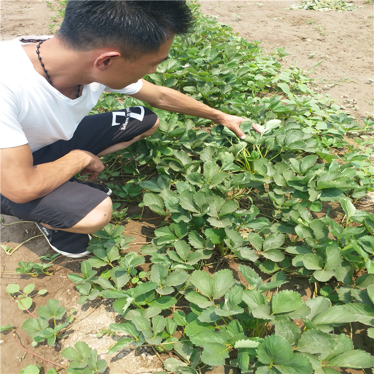 章姬草莓苗供應基地 山東章姬草莓苗批發(fā)價格 大棚草莓苗