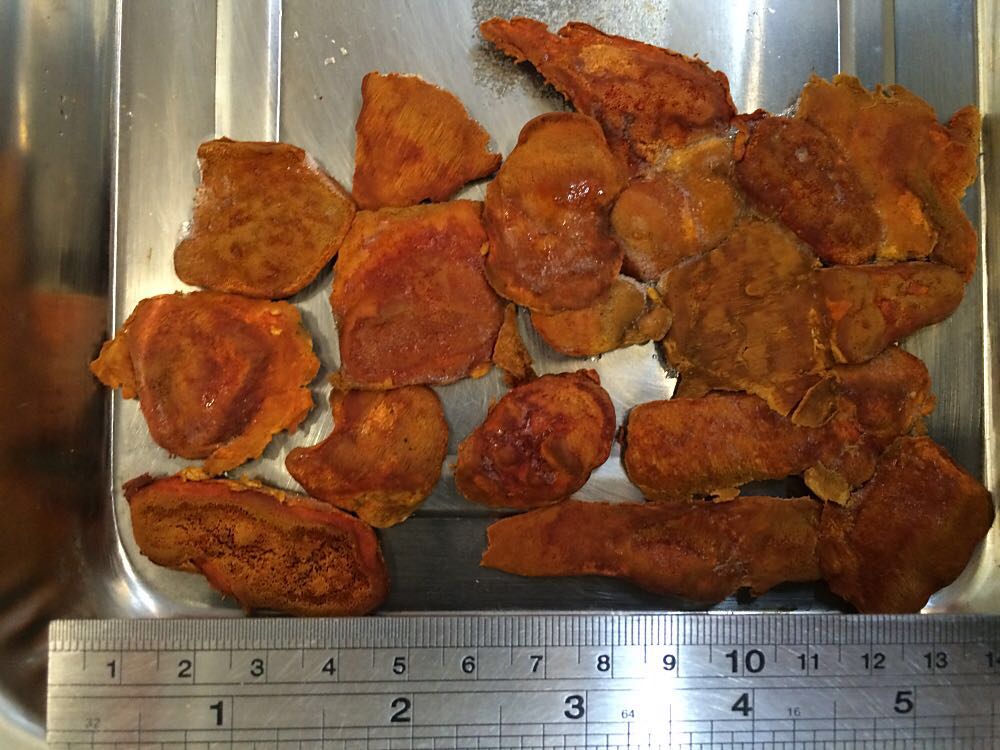 牛樟芝生鮮2年半椴木子實(shí)體牛樟菇保肝解酒