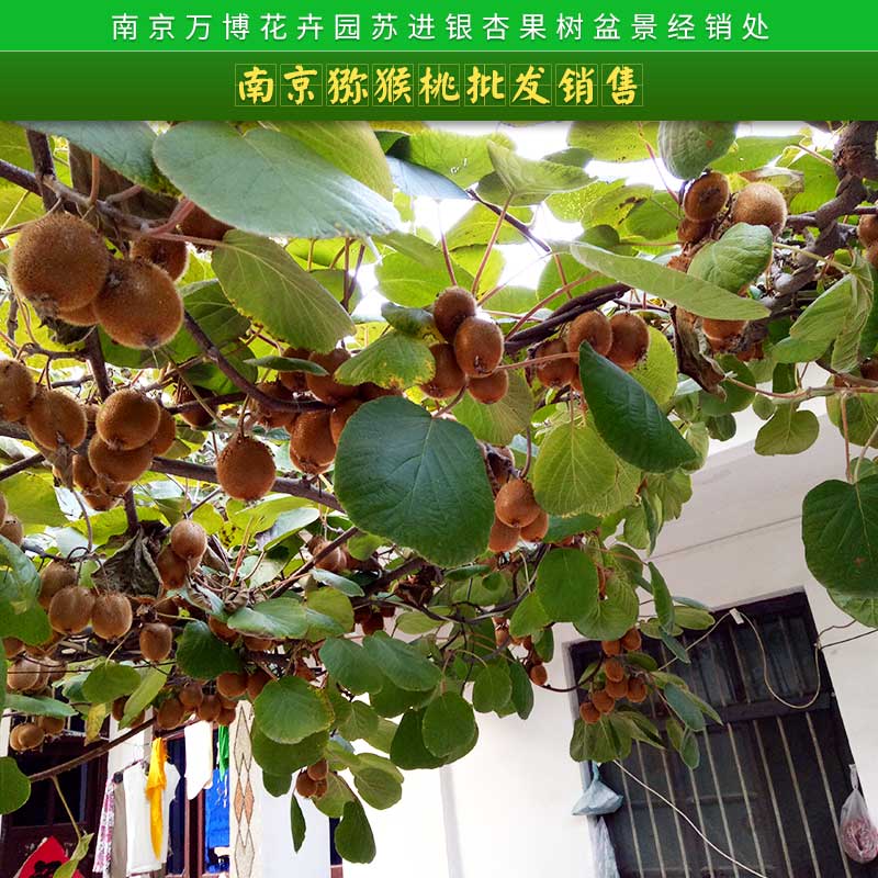 南京獼猴桃批發(fā)銷售 獼猴桃直銷紅心獼猴桃 優(yōu)質(zhì)奇異果紅心獼猴桃