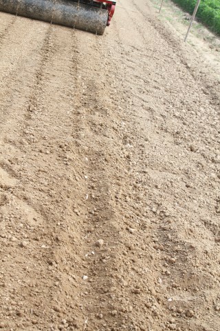 瑪麗亞正芽大蒜播種機大蒜種植機廠家