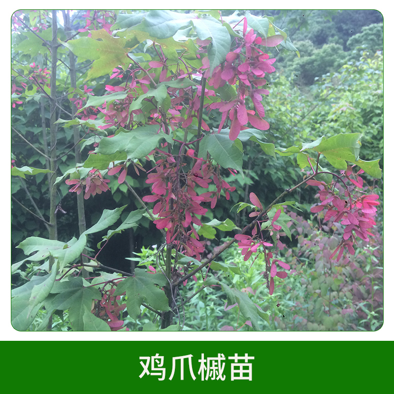雞爪槭苗直銷 工程綠化苗木 雞爪槭種苗 優(yōu)質(zhì)喬木 歡迎來電訂購(gòu)