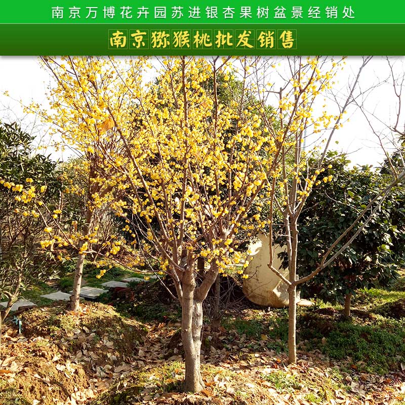 南京獼猴桃批發(fā)銷售 獼猴桃直銷紅心獼猴桃 優(yōu)質(zhì)奇異果紅心獼猴桃