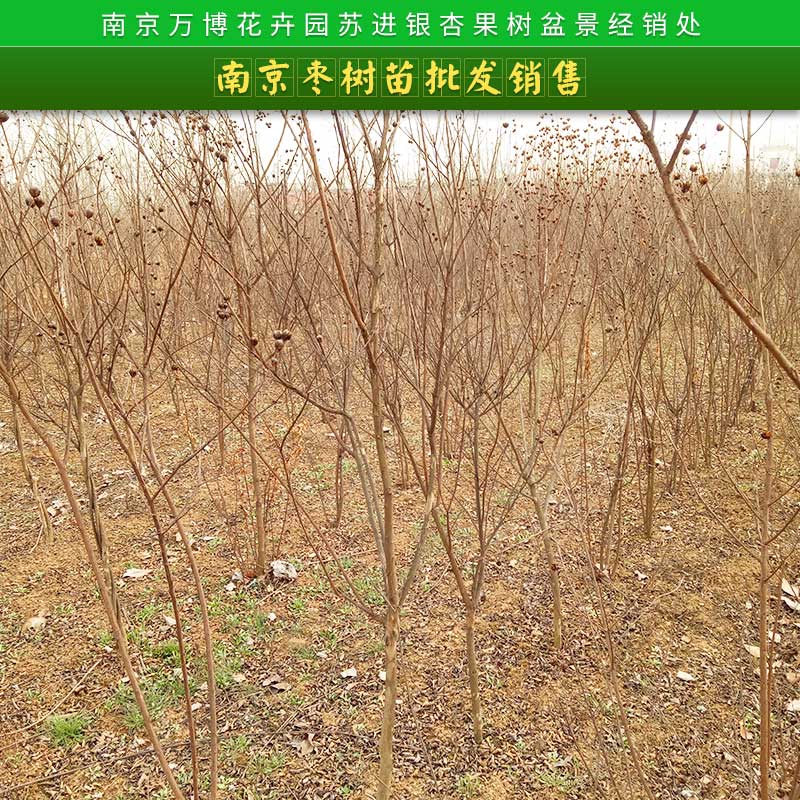 南京棗樹(shù)苗批發(fā)銷(xiāo)售 冬棗樹(shù)苗 棗樹(shù)苗 嫁接果樹(shù)苗 國(guó)光大棗苗 掛果多