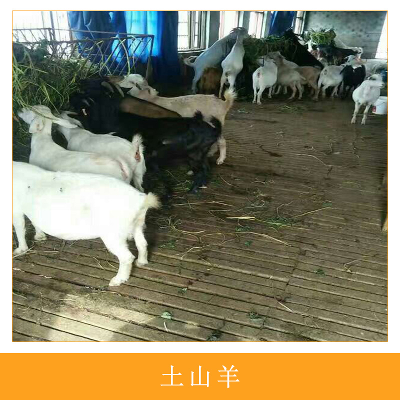 遵義清興養(yǎng)殖場土山羊人工生態(tài)養(yǎng)殖本地土山羊優(yōu)質(zhì)肉羊
