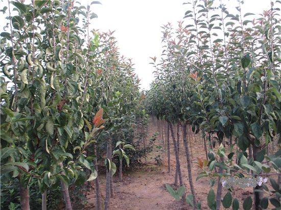 安徽柿子樹種植基地、產(chǎn)地*、價格、價錢【南京萬博花卉園蘇進銀杏果樹盆景經(jīng)銷處】