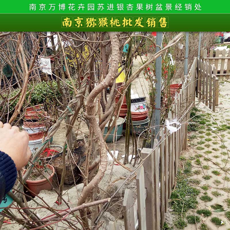 南京獼猴桃批發(fā)銷售 獼猴桃直銷紅心獼猴桃 優(yōu)質(zhì)奇異果紅心獼猴桃