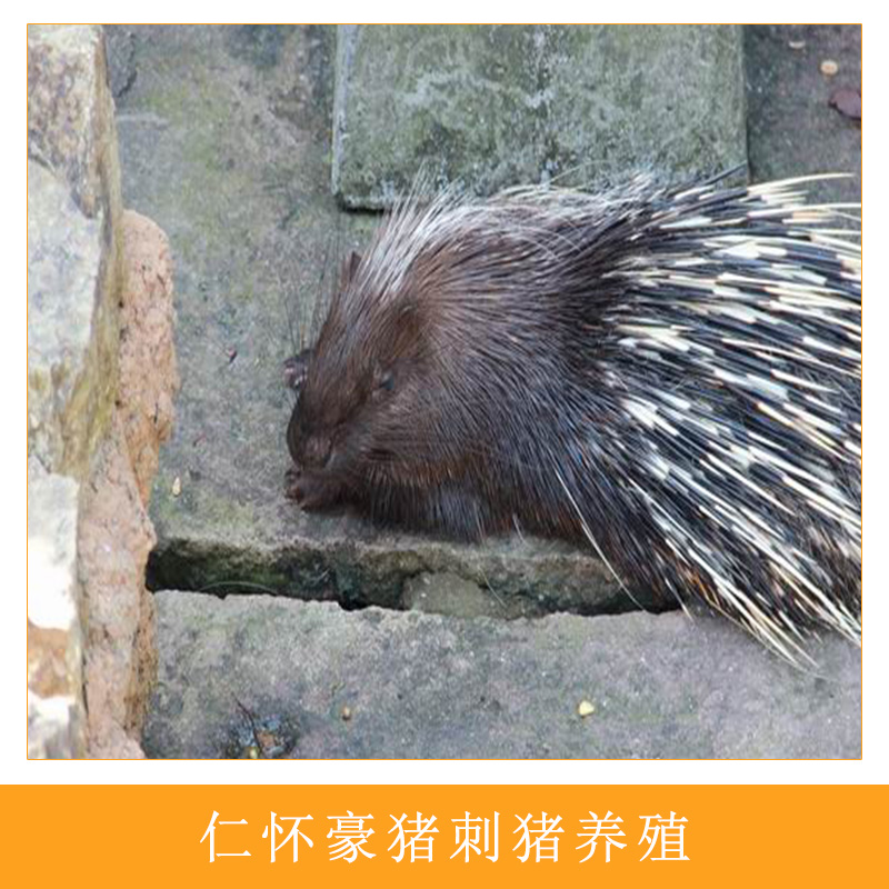 仁懷*刺豬養(yǎng)殖無公害絕色肉食用型人工生態(tài)養(yǎng)殖*刺豬批發(fā)