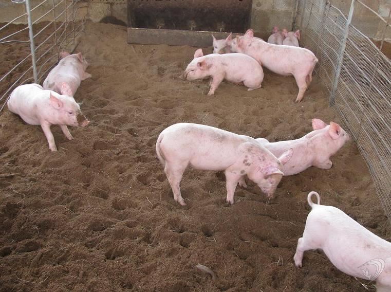 金寶貝干撒式發(fā)酵床養(yǎng)*菌種生態(tài)養(yǎng)殖