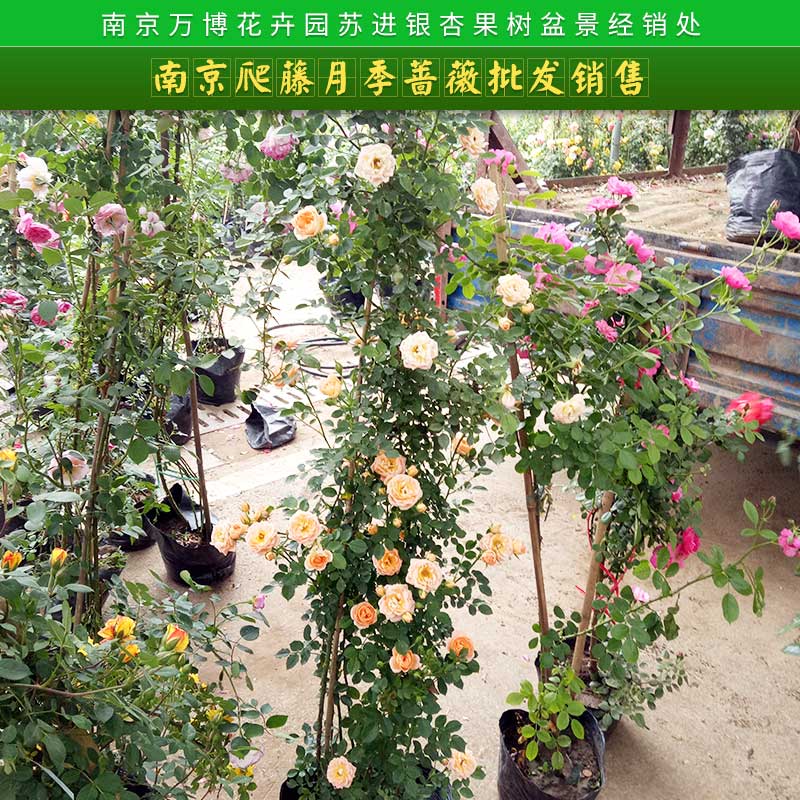 南京爬藤月季薔薇批發(fā)銷售 綠化工程基地批發(fā) 經(jīng)典歐月藤本月季 庭院歐洲月季花