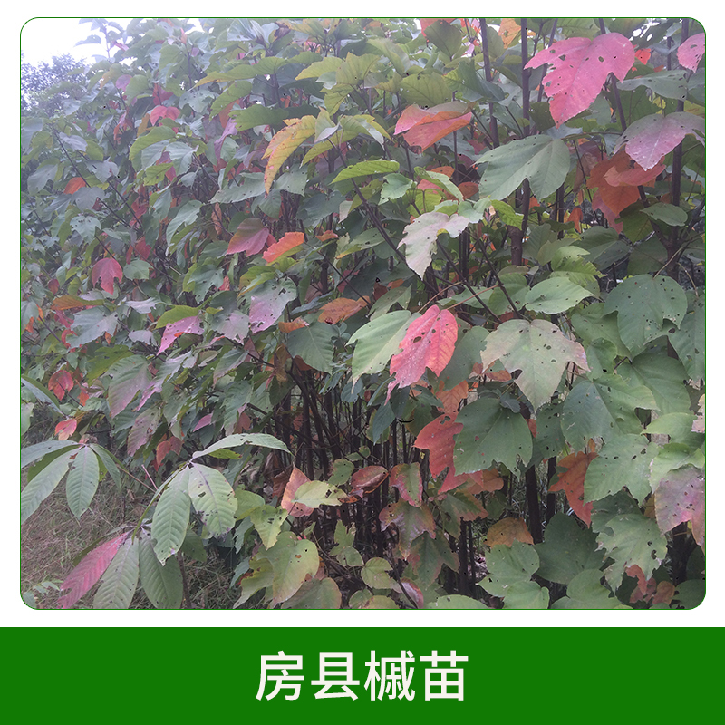 3年生房縣槭苗 彩葉樹種房縣槭苗苗木苗圃 其他綠化苗木 歡迎來電咨詢