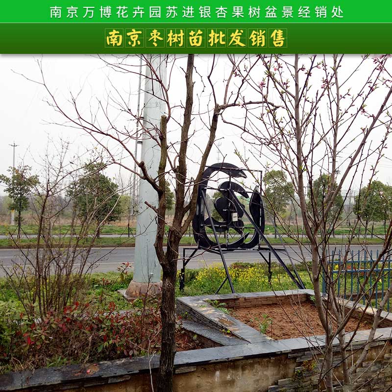 南京棗樹(shù)苗批發(fā)銷(xiāo)售 冬棗樹(shù)苗 棗樹(shù)苗 嫁接果樹(shù)苗 國(guó)光大棗苗 掛果多