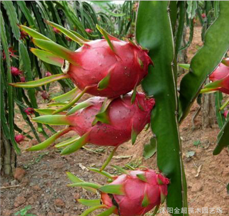 基地果樹(shù)苗直銷 火龍果樹(shù)苗 紅心火龍果苗 品種全 紅肉火龍果果樹(shù)