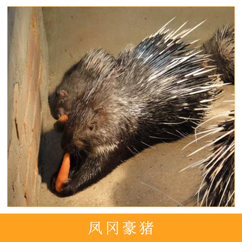 特種獸畜養(yǎng)殖場鳳岡*人工生態(tài)養(yǎng)殖食用型*刺豬箭豬