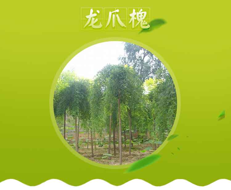 龍爪槐樹苗，唐山龍爪槐批發(fā)市場(chǎng)，定州龍爪槐樹苗優(yōu)質(zhì)貨源