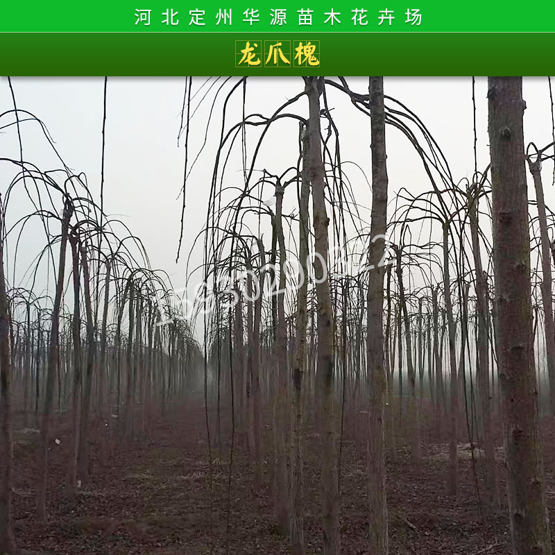 龍爪槐樹苗，唐山龍爪槐批發(fā)市場(chǎng)，定州龍爪槐樹苗優(yōu)質(zhì)貨源