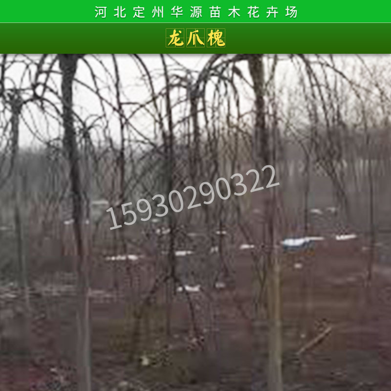 河北華源苗木花卉場(chǎng)龍爪槐苗木綠化工程行道樹龍爪槐垂槐樹苗批發(fā)