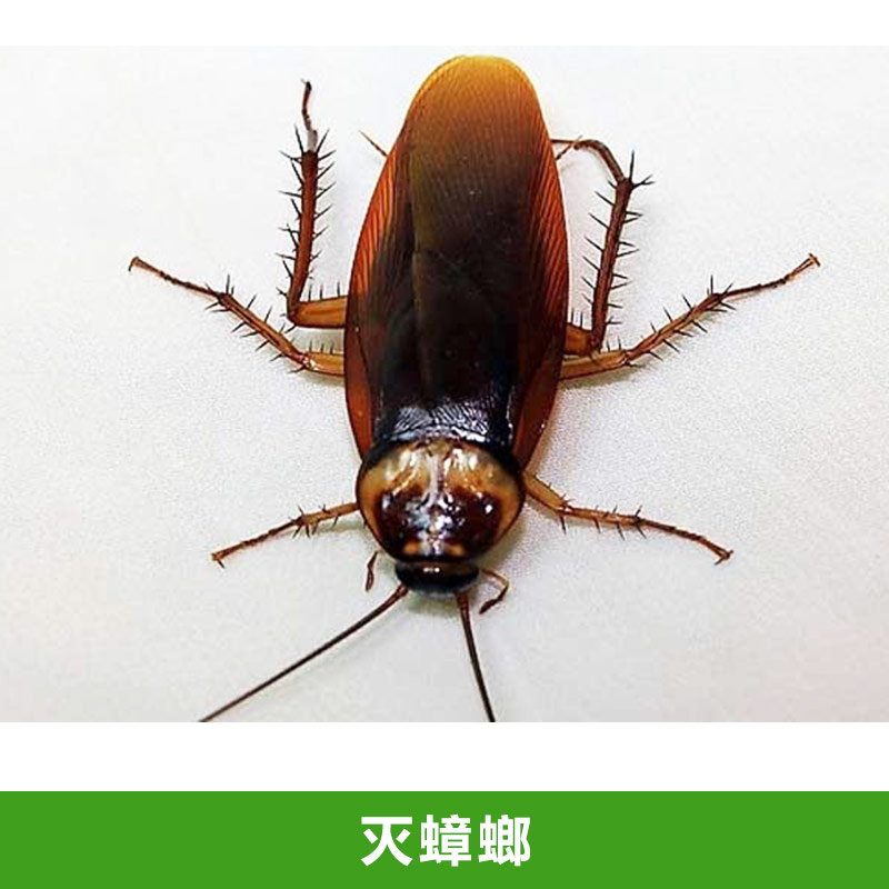徐州滅蟑螂服務(wù)熱線電話、服務(wù)公司、滅蟑螂方案【徐州市佳潔除蟲服務(wù)有限公司】