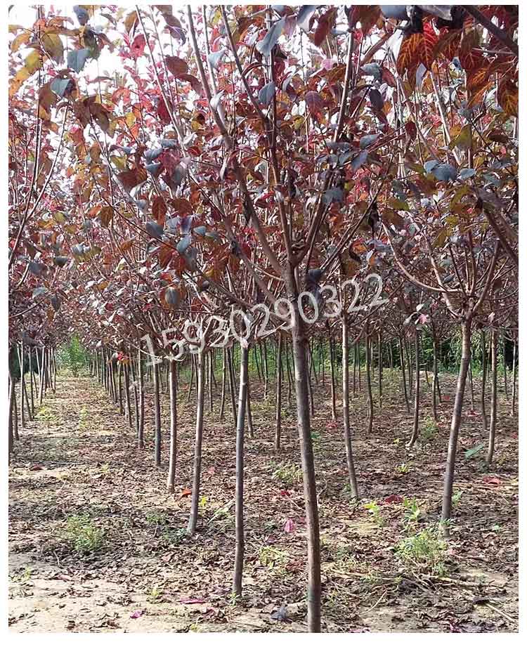 密枝紅葉李_北京密枝紅葉李合作社_天津密枝紅葉李價格_北京密枝紅葉李批發(fā)價