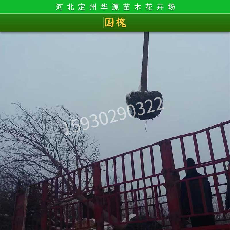 國槐種苗批發(fā)_國槐_河北國槐種植基地_國槐價格_國槐批發(fā)商