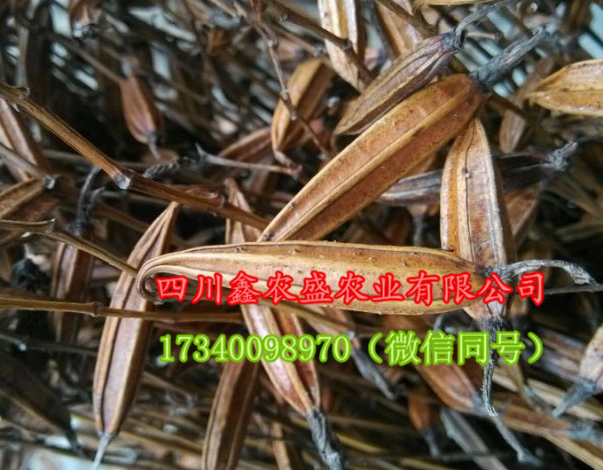供應(yīng)白芨種子、白芨種苗、白芨種塊莖，包技術(shù)，包回收！ 白芨 白及
