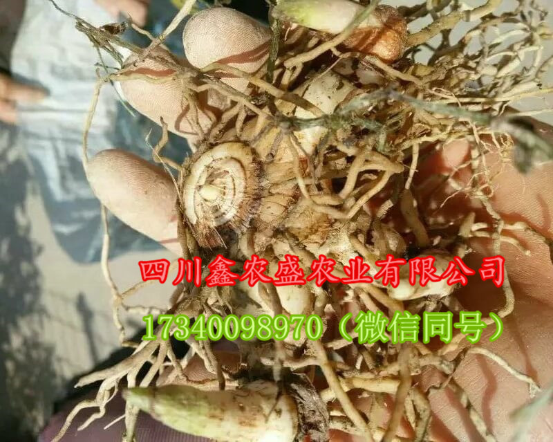 供應(yīng)白芨種子、白芨種苗、白芨種塊莖，包技術(shù)，包回收！ 白芨 白及
