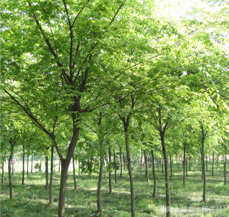 苗圃批發(fā)櫸樹(shù)樹(shù)苗 工程綠化苗紅櫸苗 規(guī)格全 櫸樹(shù)小苗 防護(hù)樹(shù)
