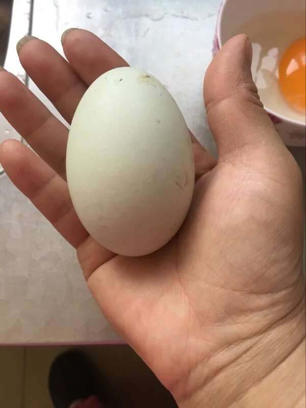 廣西特產(chǎn)流油咸海鴨蛋20個(gè)裝 即食烤海鴨蛋 產(chǎn)地直銷初生蛋 欽州海鴨蛋 廣西海鴨蛋