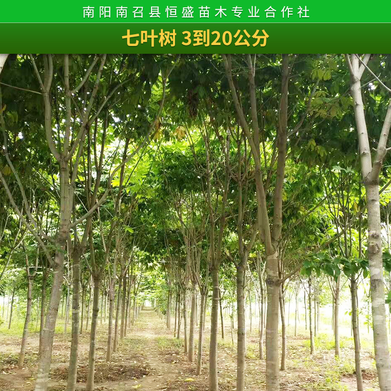 苗木基地七葉樹樹苗 供應(yīng)工程綠化苗 出售優(yōu)質(zhì)七葉樹 規(guī)格齊全
