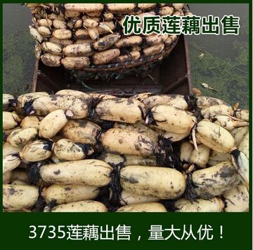 3735蓮藕批發(fā)洪湖蓮藕