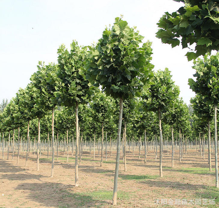 速生法桐樹苗直銷 工程綠化法桐苗 行道樹法國梧桐 規(guī)格全 觀葉