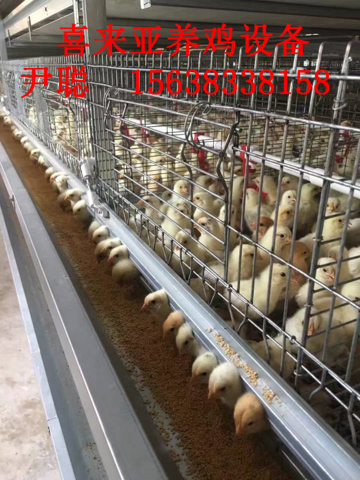 H型層疊式蛋雞籠*型好用的雞籠，智能型蛋雞籠全自動化養(yǎng)雞設(shè)備