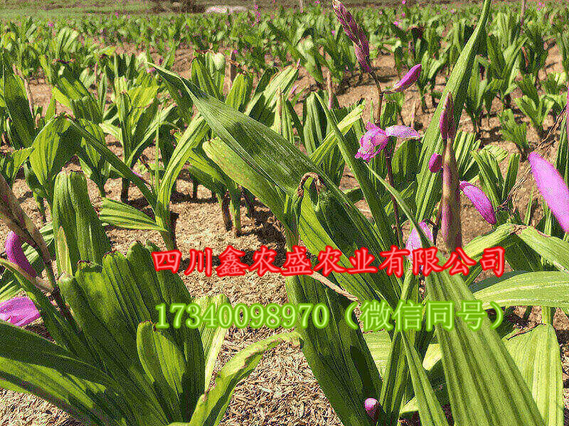 供應(yīng)白芨種子、白芨種苗、白芨種塊莖，包技術(shù)，包回收！ 白芨 白及