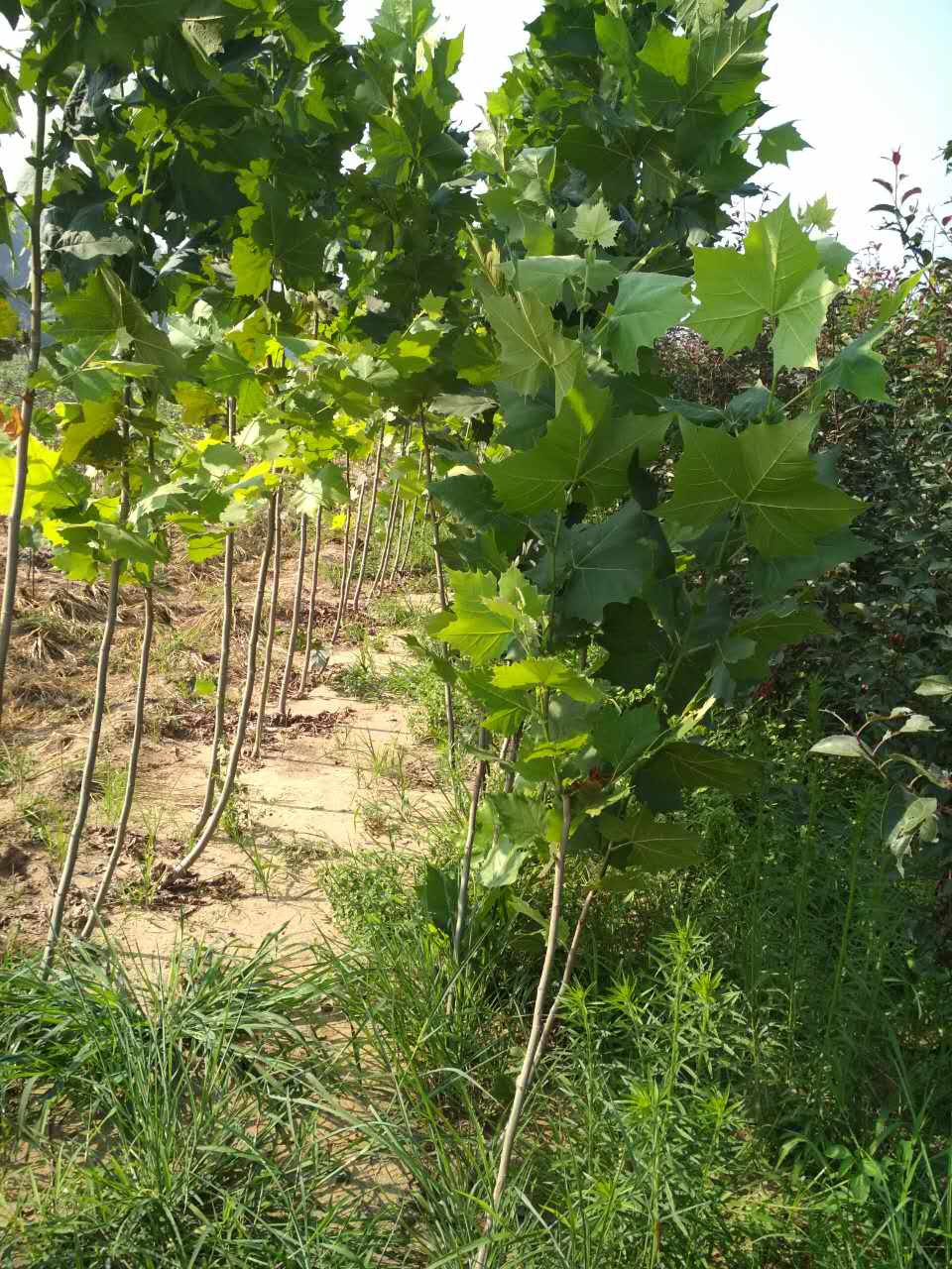 昌黎縣法桐樹苗批發(fā)商,昌黎縣法桐樹苗價(jià)格多少