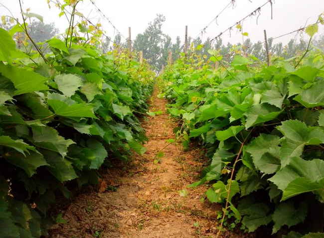 昌黎縣葡萄樹苗種植找晟城苗木種植,昌黎縣葡萄樹苗批發(fā)商