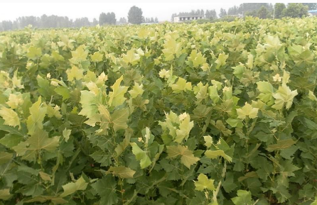 昌黎縣法桐樹苗批發(fā)商,昌黎縣法桐樹苗價(jià)格多少