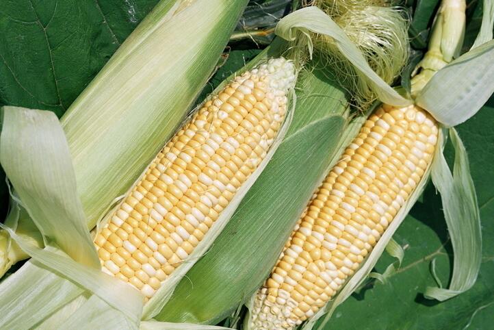 玉米
