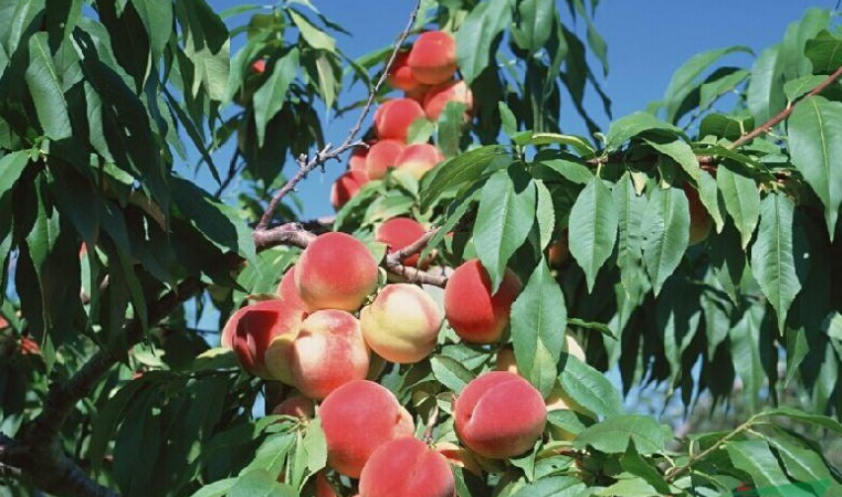 昌黎縣桃樹苗批發(fā)商,昌黎縣桃樹苗價格多少