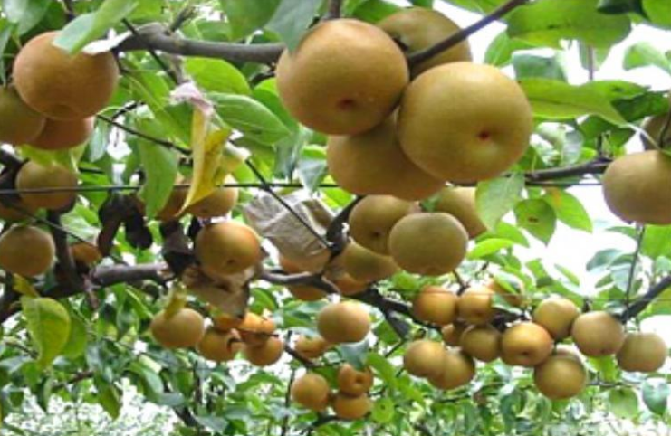 昌黎縣梨樹苗哪家便宜,昌黎縣梨樹苗批發(fā)商