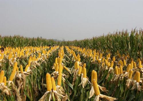 山東玉米種植 山東玉米銷售