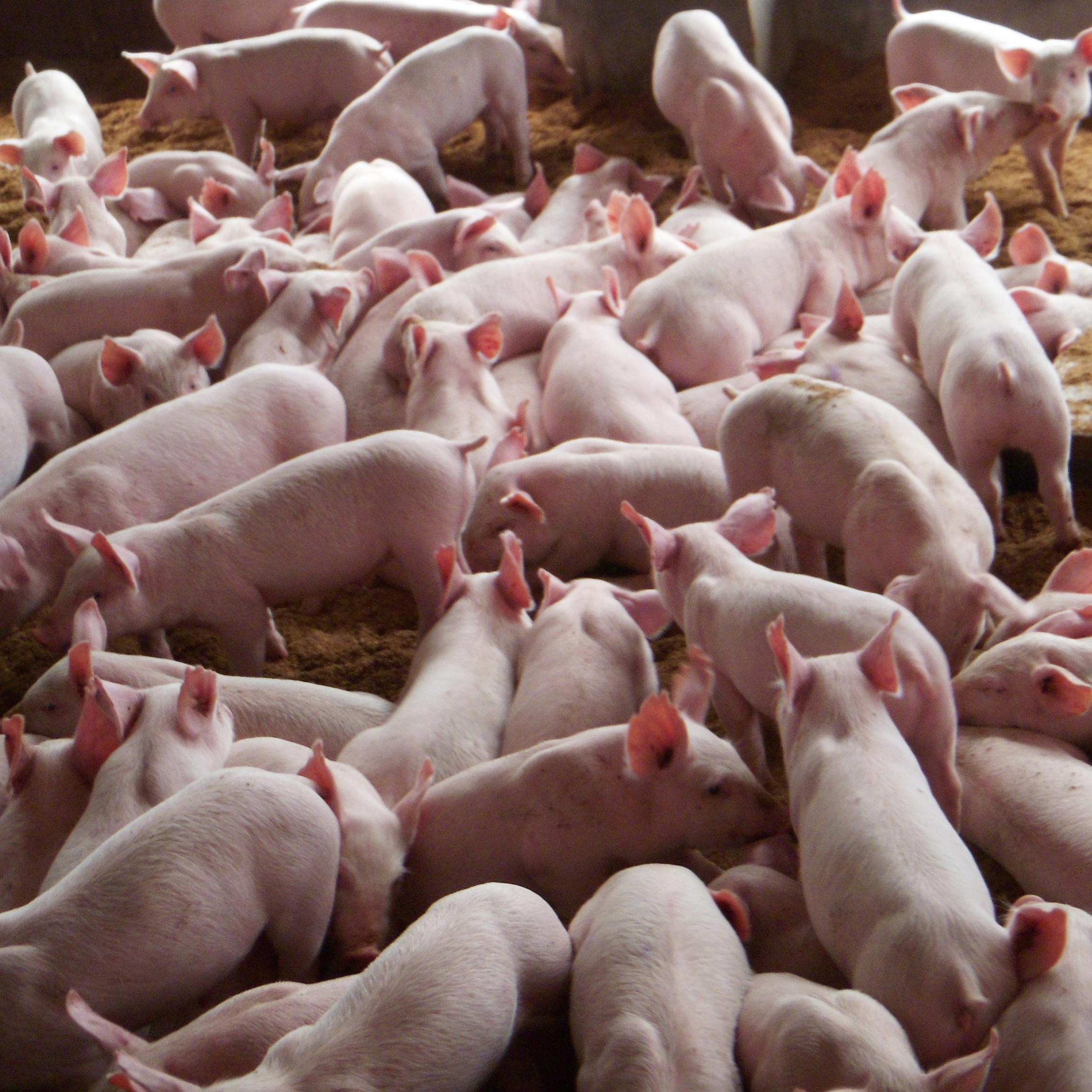 中荷諾心-斷奶仔豬