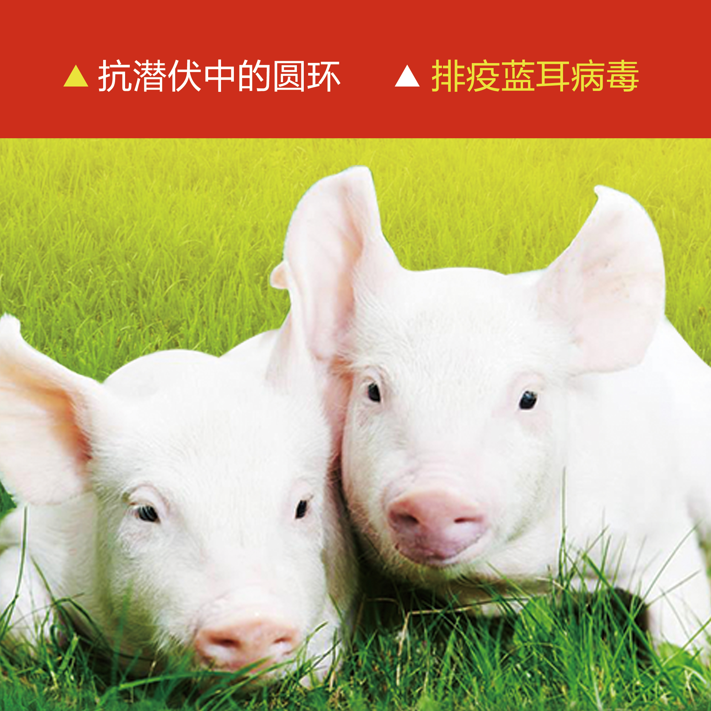 潛伏排疫肽-加強型