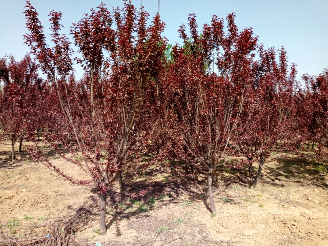 大量出售 13833035039河北苗木.河北大喬木河北苗木報(bào)價(jià)