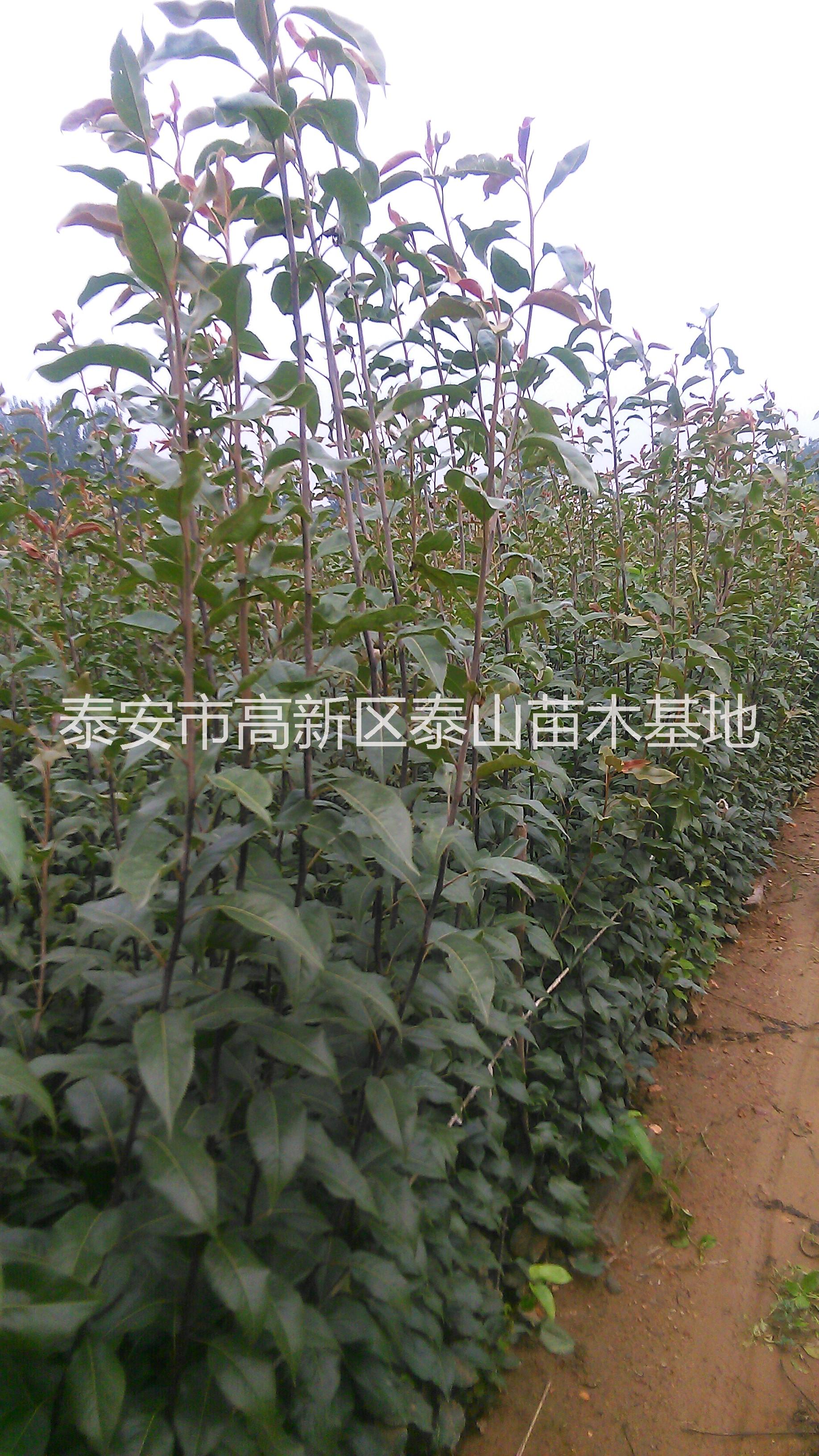 供應(yīng)梨樹，梨樹苗，梨苗，杜梨苗基地直發(fā)，保濕郵寄