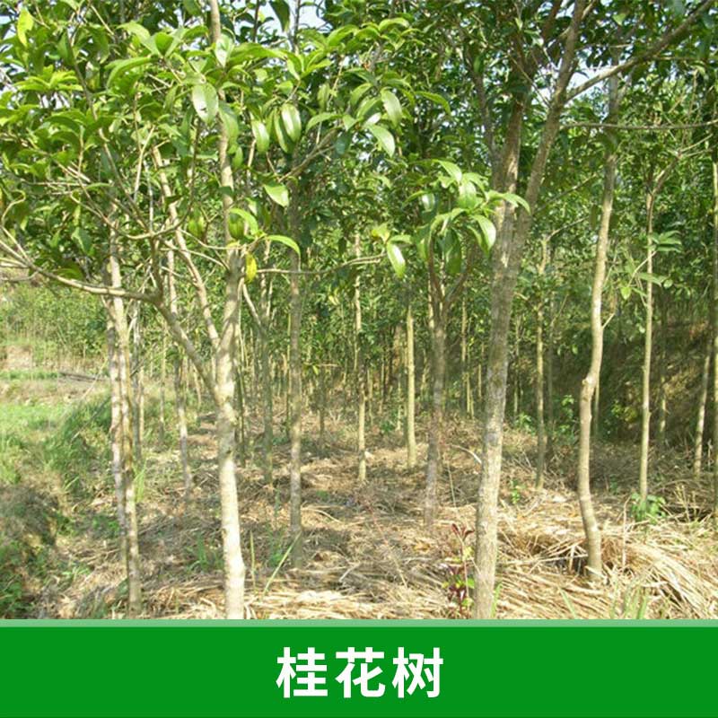 福建 桂花樹苗木基地 批發(fā)桂花樹苗 金桂四季桂小苗庭院觀花植物 工程綠化桂花苗