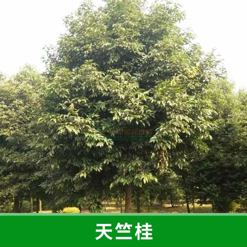 福建 天竺桂 天竺桂種苗 種子 長期供應(yīng)天竺桂 造林綠化批發(fā)中心 優(yōu)質(zhì)綠化喬木